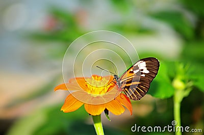 Piano Key butterfly on flower