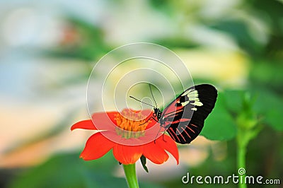 Piano key butterfly on Mexican sunflower