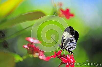 Piano Key (Heliconius) butterfly on flowers