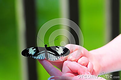 Piano key (heliconius) butterfly on little girl fingers