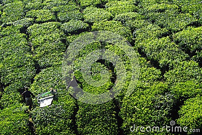 Pickers Harvesting Tea Leaves at Day Time