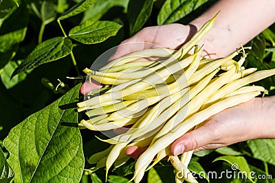 Picking yellow sprout beans on a field