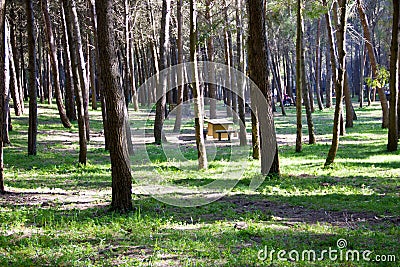 Picnic area in the park