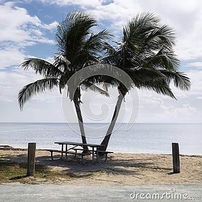 Picnic table with palm trees