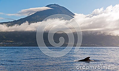 Pico pilot whale