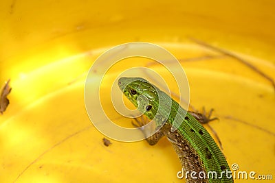 Picture of a young lizard