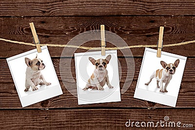 Pictures Hanging on a Rope of an Adorable Puppy