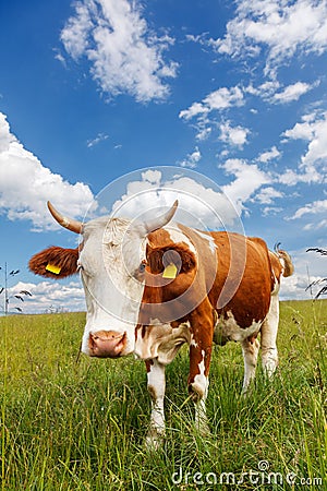 Piebald cow on the field