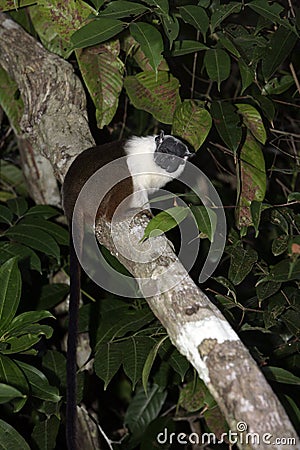 Pied bare-faced tamarin, Saguinis bicolour bicolour,