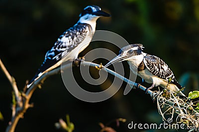 Pied Kingfisher Birds