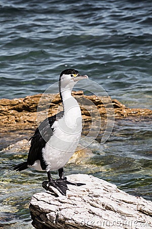 Pied Shag 2