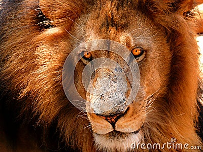 Piercing lion eyes