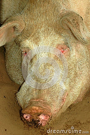 Pig head portrait