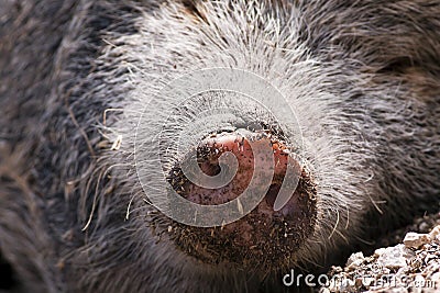Pig nose