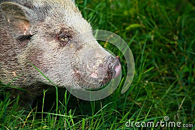 Pig nose