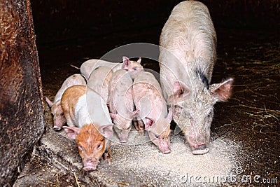 Pig and piglets eating swill