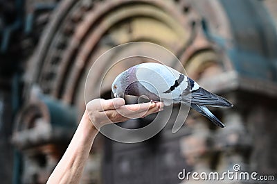 Pigeon