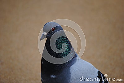 Pigeon head