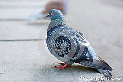 Pigeon in a quiet sedate image