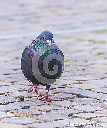 Pigeon