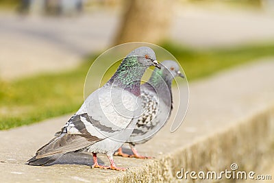 Pigeon