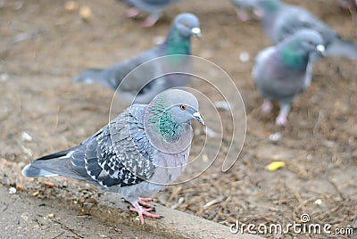 Pigeon sitting on the ground and looking at the ca