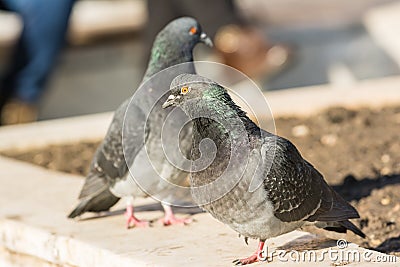 Pigeons In Public Square