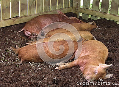 Pigs Asleep
