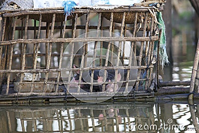 Pigs in Bamboo Cage on water