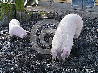 Pigs dig the ground with their snouts