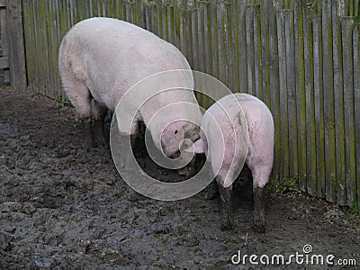 Pigs dig the ground with their snouts
