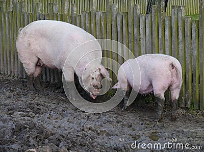 Pigs dig the ground with their snouts