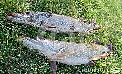 Pike - fishes