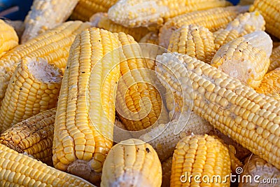 Pile of Corn