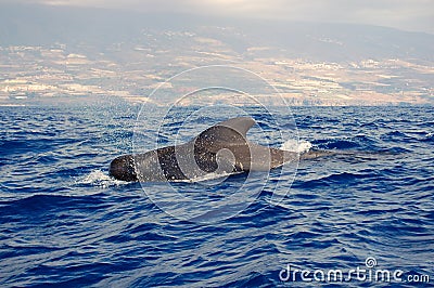 Pilot whale