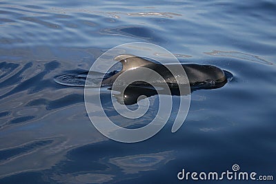 Pilot whale