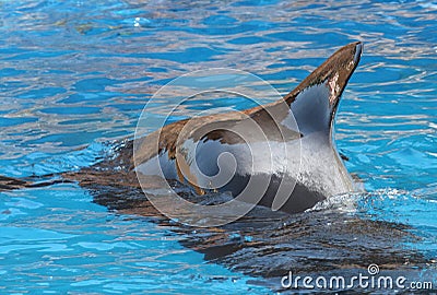 Pilot Whale