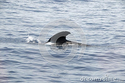 Pilot Whale