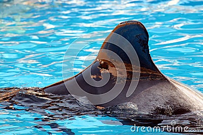 Pilot Whale Fin