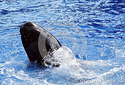 Pilot Whale performing tricks (Globicephala melas)