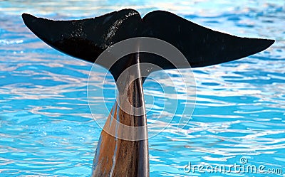 Pilot Whale Tail