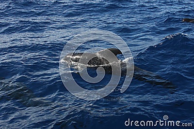 Pilot whale, Tenerife