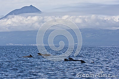 Pilot Whales