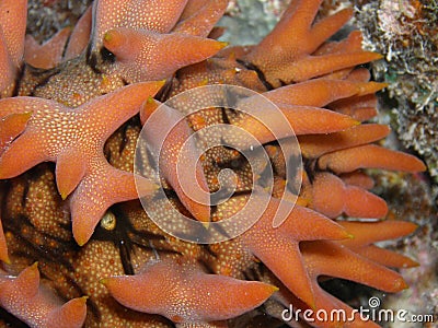 Pinaple Sea Cucumber