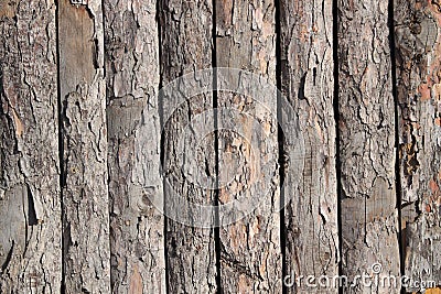 Pine board texture