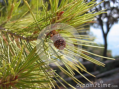 Pine cone