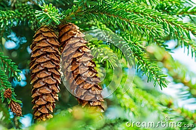 Pine cone hanging on the branch