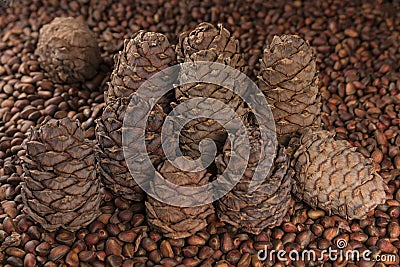 Pine cones and pine nuts