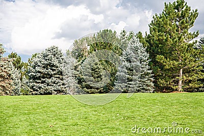 Pine and Fir Trees on Green Grass Hill