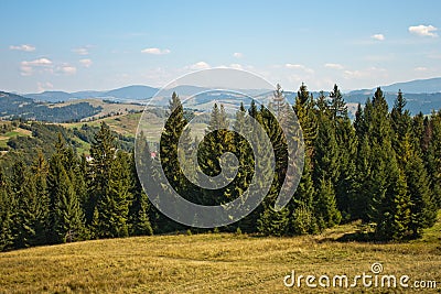 Pine forest in the Carpathian Mountains